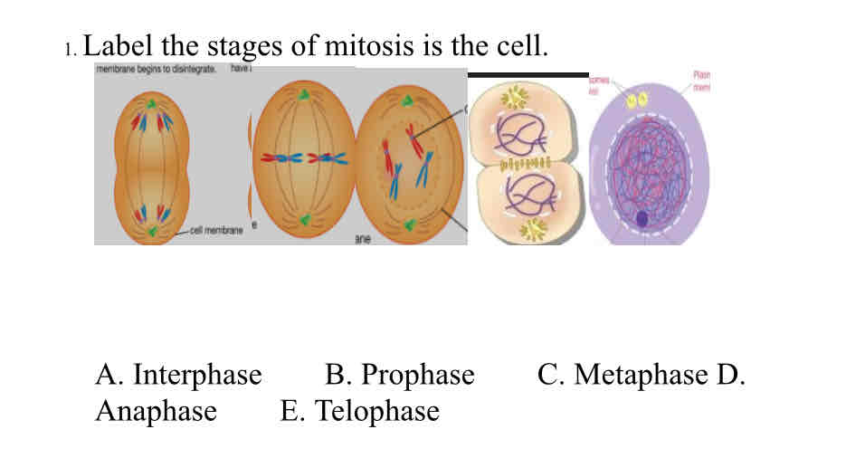 Quiz Mitosis And Meiosis Flashcards Knowt