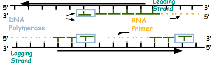 Dna Replication Elongation Notes Knowt