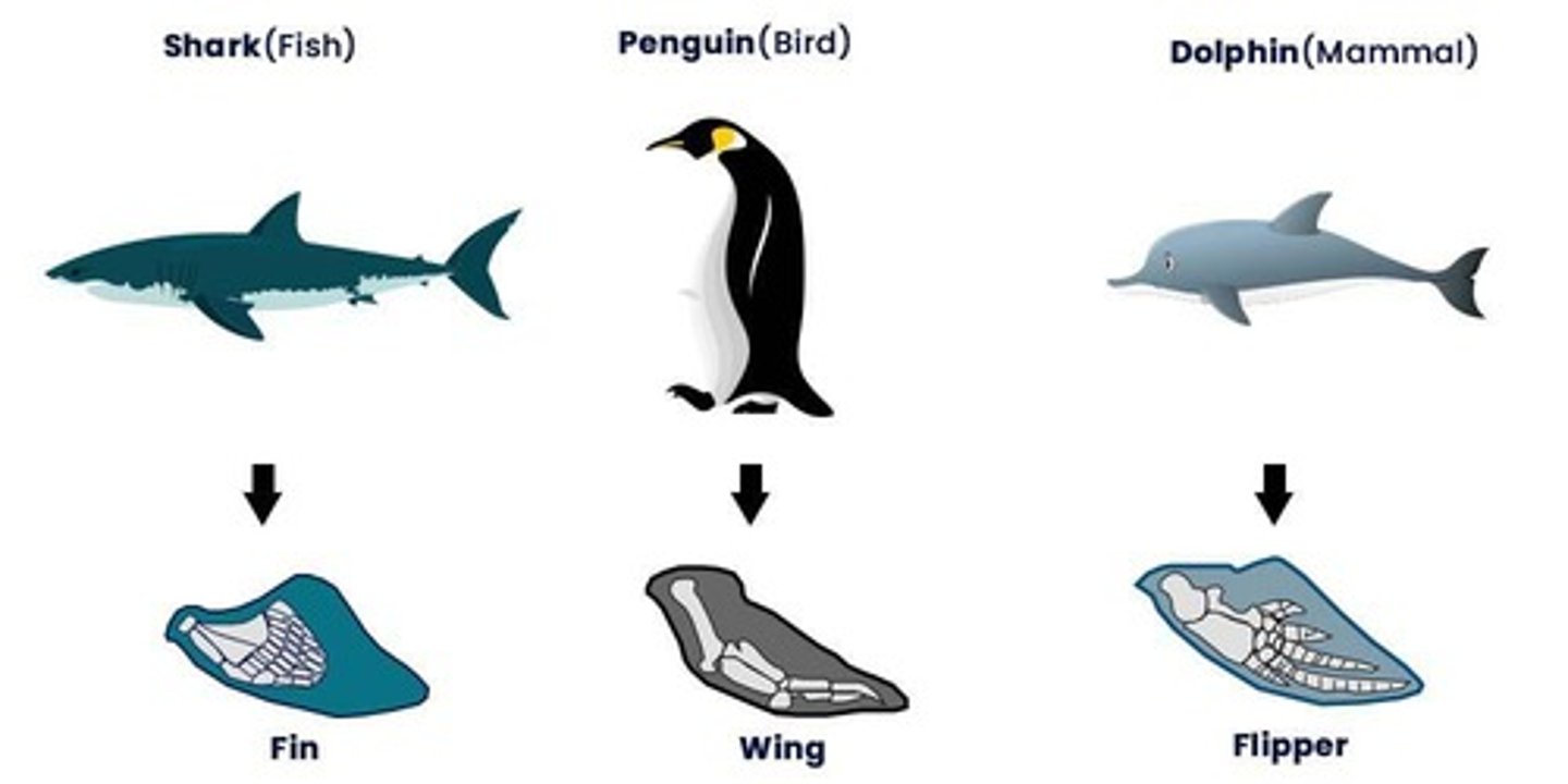 <p>Structures that are shared by related species and that have been inherited from a common ancestor.</p>