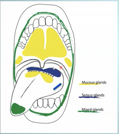 <ul><li><p>Palatine glands</p></li><li><p>Posterior lingual glands</p></li></ul><p></p>