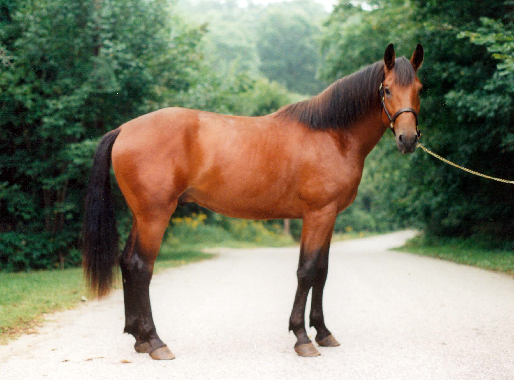 <p><span>brown body with black tail, mane and legs</span></p>
