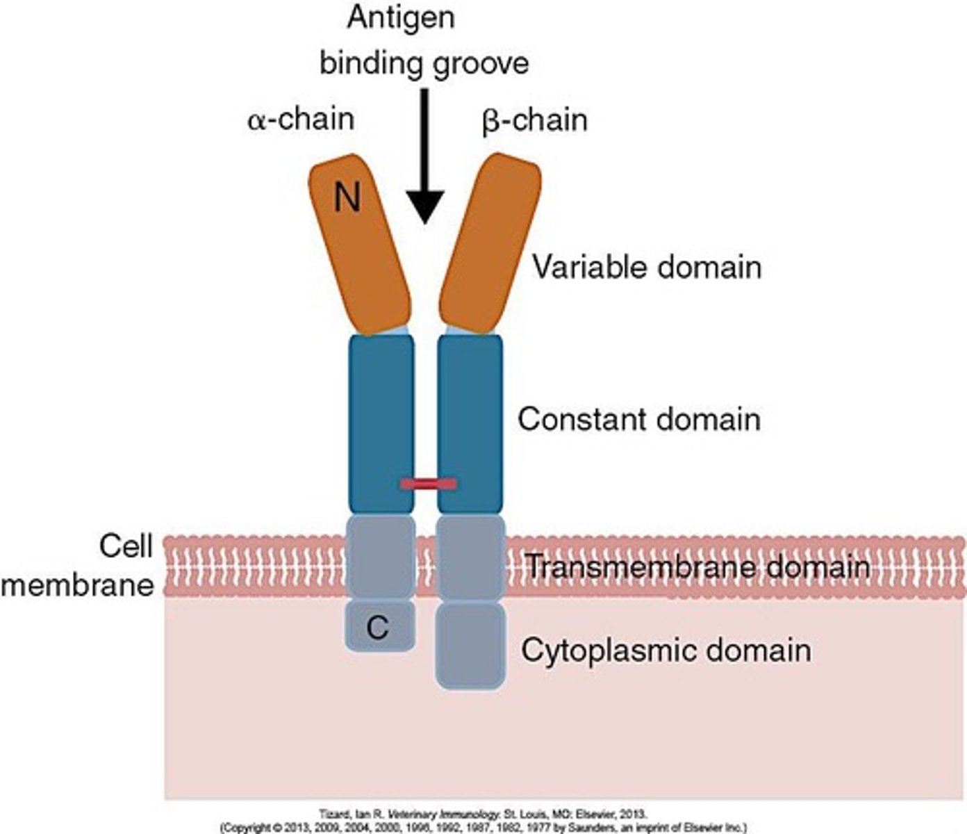 <p>The TCR complex consists of paired peptide chains (α and β or γ and δ) and is associated with CD3.</p>