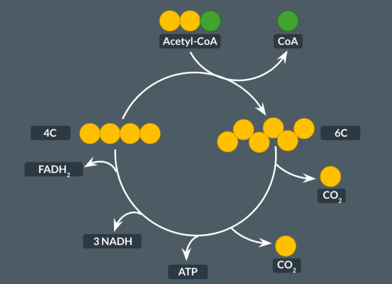 <p>Co-A</p><p>4</p><p>6</p><p>ATP, CO2, NADH, FADH2</p>