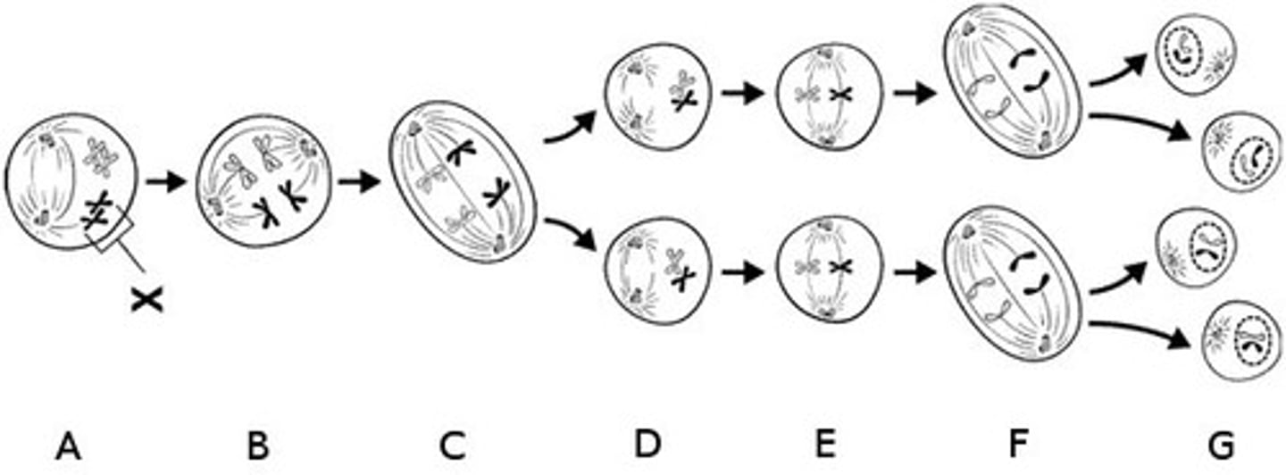 <p>A nuclear membrane forms around each cluster of chromosomes and cytokinesis follows, forming four new cells.</p>