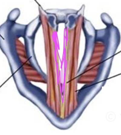 <p>What is this muscle?</p>