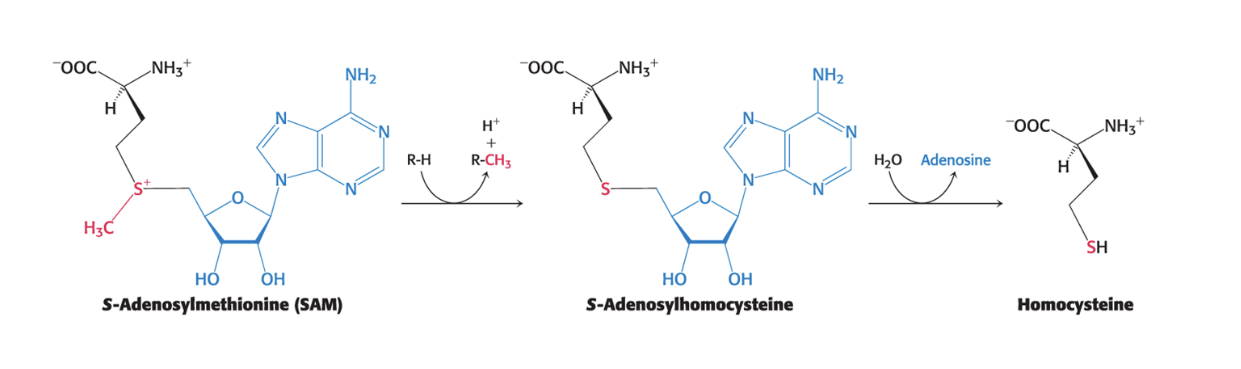 <p><strong>homocysteine</strong></p><ul><li><p>after donation of methyl group by SAM, resulting <strong>s-adenosylhomocysteine</strong> is <strong>hydrolyzed</strong>, yielding <strong>adenosine</strong> and <strong>homocysteine</strong></p></li></ul><p></p>
