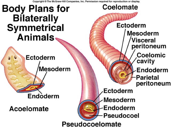 <p>“True” body cavity; surrounded by mesoderm on both sides </p>