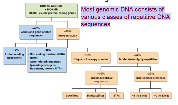 <p><span>Most genomic DNA consists of various classes of repetitive DNA sequences</span></p>