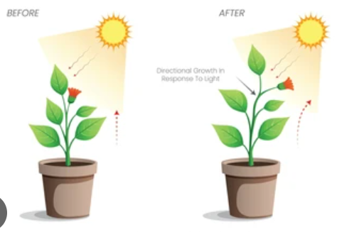 <p><span style="background-color: transparent;"><span>boosts photosynthesis and plant growth</span></span></p>