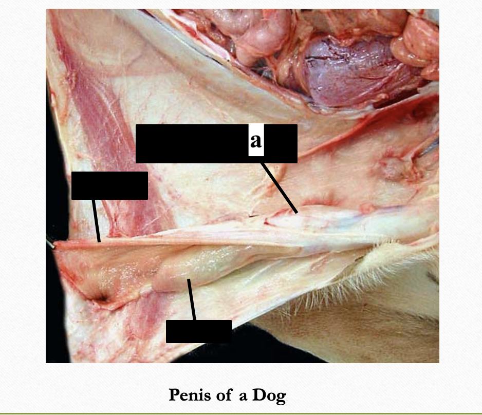 <p>a (dog) </p>