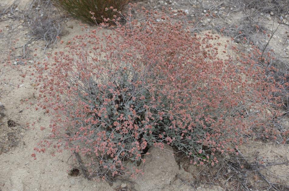 <p>Coastal Buckwheat</p>