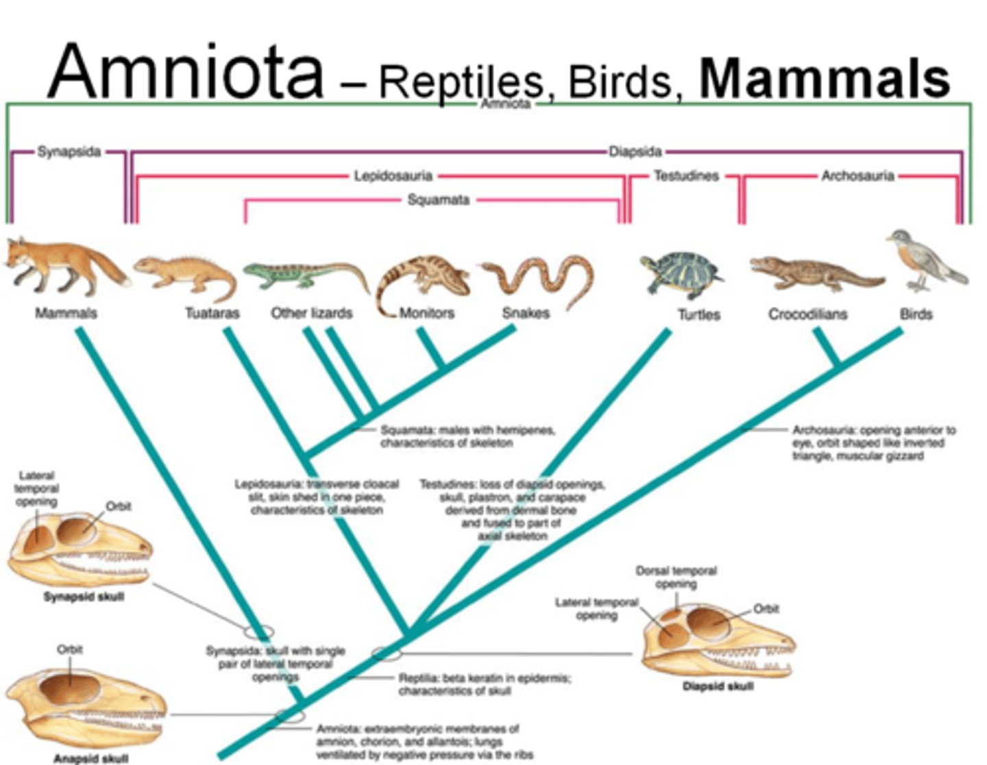<p>An animal whose embryo develops in an amnion and chorion and has an allantois; a mammal, bird, or reptile.</p><p>- Mammals, birds</p><p>- Adapted for life on land</p><p>- Retains water (water tight skin and egg)</p><p>- Embryo produces amnionic membrane</p><p>- Shell types: None, hard, soft</p>