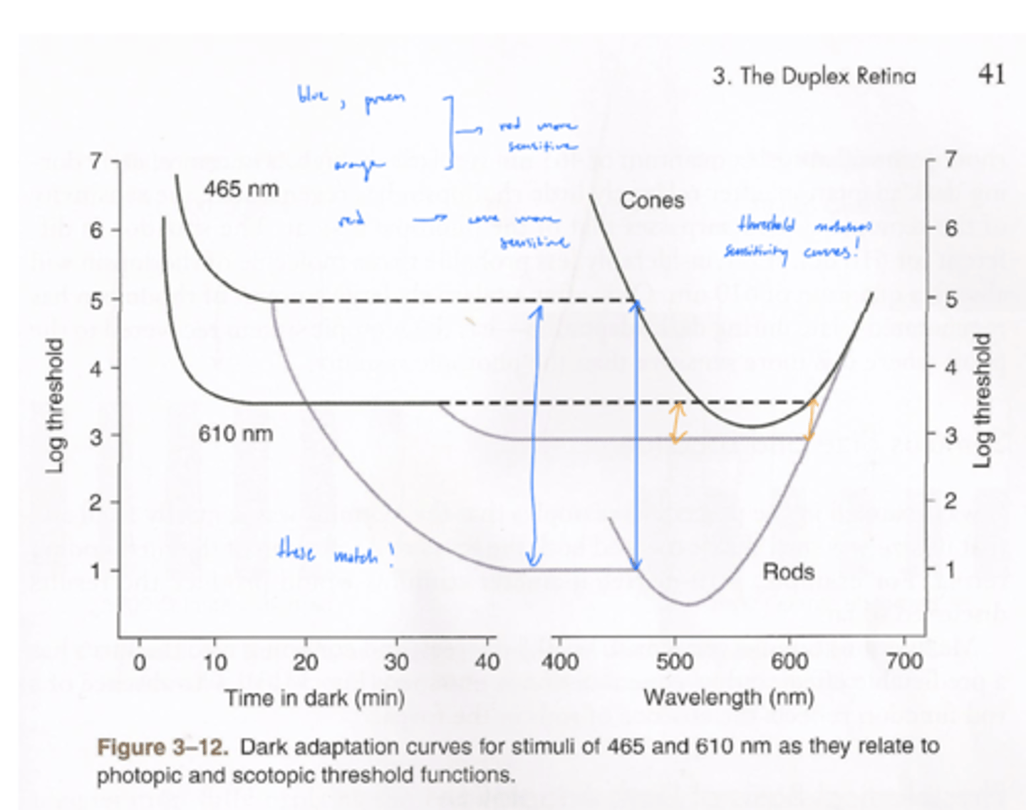 <p>1. rod-cone break shifts more right (later)</p><p>2. shortens the difference between rod and cone sensitivity</p><p>why? - there's almost no difference in sensitivity, so everything just slows</p>