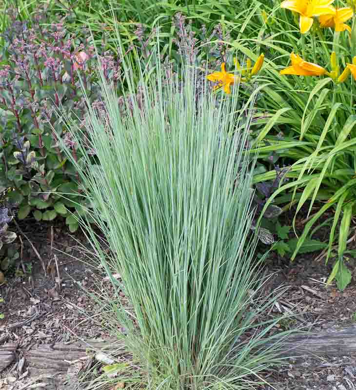<p>little bluestem</p>