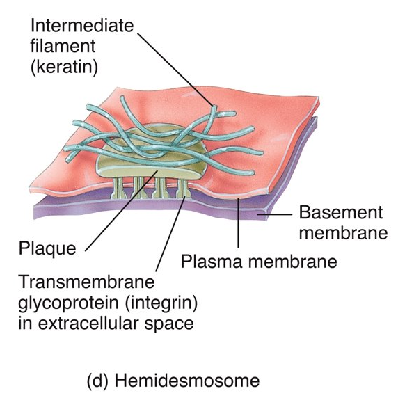 <p>same as desmosomes however it anchors cells to the basement membrane</p>