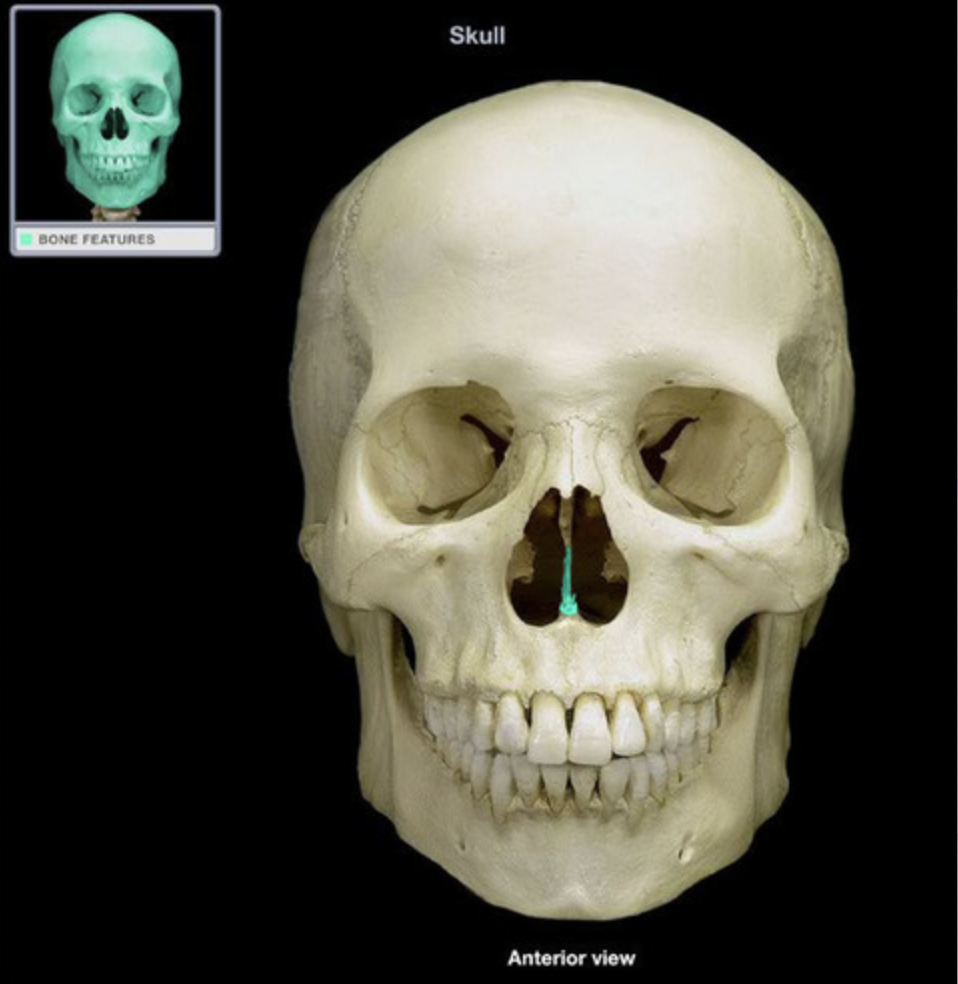 <p>nasal septum</p>