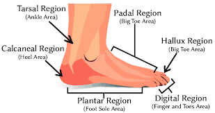 <p>Sole of the foot, i plant my foot down </p>