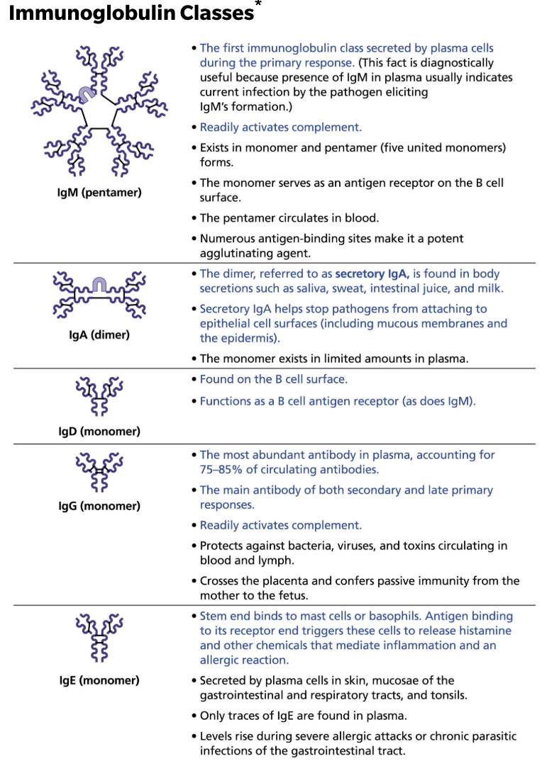 <p><strong><em>Antibodies are divided into 5 classes based on their structure </em></strong></p><ul><li><p><strong>IgM</strong></p><ul><li><p><span style="color: purple;"><strong><mark data-color="purple" style="background-color: purple; color: inherit;">1st immunoglobulin class secreted by plasma cells during primary response </mark></strong></span></p></li><li><p>Readily fixes and activates complement </p></li></ul></li><li><p><strong>IgA</strong></p><ul><li><p>The dimer, referred to as secretory IgA, is <span style="color: purple;"><strong><mark data-color="purple" style="background-color: purple; color: inherit;">found in body secretions such as saliva, sweat, intestinal juice, and milk </mark></strong></span></p></li><li><p>Secretory IgA helps stops pathogens from attaching to epithelial cell surfaces (inculding mucous membranes and the epidermis) </p></li></ul></li><li><p><strong>IgD</strong></p><ul><li><p><span style="color: purple;"><strong><mark data-color="purple" style="background-color: purple; color: inherit;">Found on the B cell surface </mark></strong></span></p></li><li><p>Functions as B cell antigen receptor (as does IgM) </p></li></ul></li><li><p><strong>IgG</strong></p><ul><li><p><span style="color: purple;"><strong><mark data-color="purple" style="background-color: purple; color: inherit;">The most abundant antibody in plasma</mark></strong></span>, accounting 75-85% of circulating antibodies </p></li><li><p>The main antibody of both secondary and late primary responses </p></li><li><p>Readily fixes and activates complement </p></li></ul></li><li><p><strong>IgE </strong></p><ul><li><p><span style="color: purple;"><strong><mark data-color="purple" style="background-color: purple; color: inherit;">Stem end binds to mast cells or basophils </mark></strong></span></p></li><li><p>Antigen binding to its receptor end triggers these cells to release histamine and other chemicals that mediate inflammation and an allergic reaction </p></li></ul></li></ul><p></p>