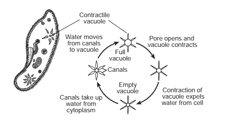 <p>Using a microscope and a wet-mount slide, a student observed a pond water sample containing paramecia, which are single-celled freshwater organisms. She noticed that there was a structure within each living paramecium that contracted regularly—about four times each minute. She researched the organism in his science textbook and found that the structure was a contractile vacuole and its function was to remove excess water from the paramecium. In the diagram below, a paramecium is represented as seen through a microscope. The function of the contractile vacuole is described.</p><p></p><p>She decided to determine if the concentration of salt in the environment of the paramecium would affect the rate at which the contractile vacuole would contract.</p><p>The student predicted that the contractile vacuole would contract fewer times in one minute in a solution that had a higher concentration of salt than that found in typical pond water. This prediction is most likely</p>