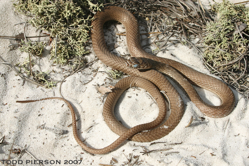 <p><span>Although fairly slender, coachwhips are among the longest snakes in our region, reaching over 8 feet (244 cm). Their coloration is very distinctive, fading gradually from black on the head to tan or nearly white on the tail. The proportion of black to tan varies across our region and individuals in southern Georgia and Florida can be nearly completely tan. The pattern of scales on the tail resembles a braided whip, giving the snake its common name. Young coachwhips are very slender and completely tan with irregular darker bands and white markings on the head and neck. Coachwhips have large eyes and excellent vision.</span></p>