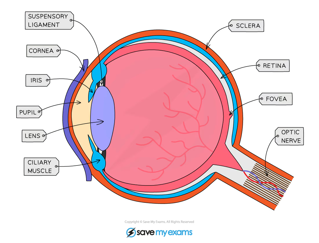 <p>The eye is a sense organ containing receptors sensitive to light intensity and wavelength</p><p>Light enters the eye throught the pupil and is focused onto a region of the retina called the fovea</p><p>The amount of light that enters the eye is controlled by the muscles of the<strong>&nbsp;iris</strong></p><p>Light is focused using the <strong>lens</strong>, the shape of which is controlled by <strong>ciliary</strong> <strong>muscles</strong> attached to the lens by <strong>suspensory ligaments</strong></p><p>The muscles change the shape of the lens to allow it to focus light reflected from objects at different distances from the eye</p><p>The fovea contains many <strong>light receptors, </strong>or<strong> photoreceptors</strong></p><p>Action potentials generated in the photoreceptor are transmitted to the brain via the <strong>optic nerve</strong></p><p>The optic nerve leaves the back of the eye from a region known as the <strong>blind spot</strong></p><p>The blind spot contains no photoreceptors</p>