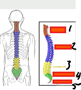 <p>lumbar</p>