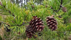 <p>bundles of 2 per fascicle, usually twisted needles, “unkempt. looking”, sharp umbo, hard pine (red)</p>