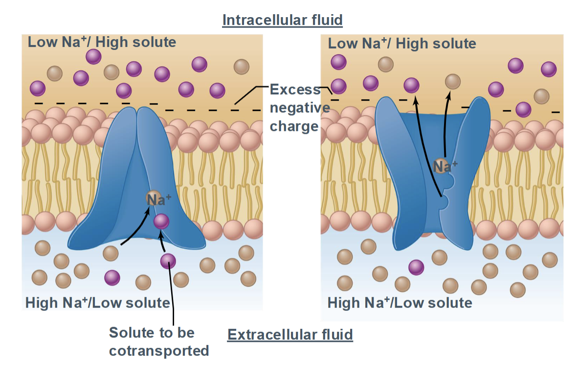 <ul><li><p>Direction: Uses the gradient of one molecule to drive movement of another</p></li><li><p>Proteins involved: Symporters or antiporters</p></li><li><p>Examples and tissue specialization:</p><ul><li><p>SGLT (sodium–glucose cotransporter) in kidney and intestine → uses Na⁺ gradient to absorb glucose</p></li><li><p>Na⁺/Ca²⁺ exchanger in cardiac muscle → removes calcium for muscle relaxation</p></li></ul></li><li><p>Relies on gradients established by primary active transport; efficient for nutrient absorption and ion homeostasis</p></li></ul><p></p>