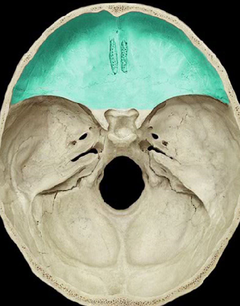 <p>name this bony landmark of the cranial fossa. holds the frontal lobe of the brain</p>