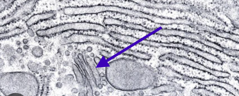 term image