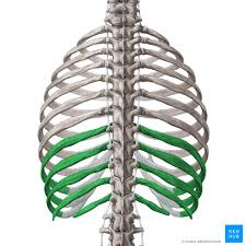 <p><span>ribs 8 through 12 </span>attached to sternum with cartilage </p>