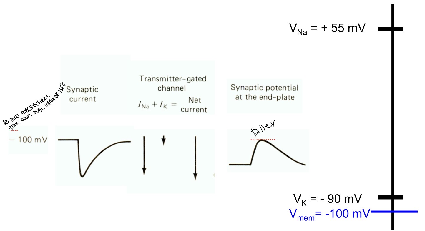 <p>Lots of sodium moves in little potassium moves out</p>