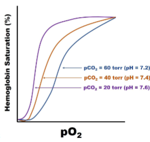 <ul><li><p><span style="color: rgb(0, 0, 0);">I. Acidification of blood reduces O2 binding affinity of Hb, resulting in release of bound O2</span></p><ul><li><p><span style="color: rgb(0, 0, 0);">A. Caused by CO2 formation, which drives carbonic acid buffer system reaction to produce H+</span></p><ul><li><p><span style="color: rgb(0, 0, 0);">B. Caused by lactic acid production during anaerobic</span><span style="color: rgb(0, 0, 0);"><br></span><span style="color: rgb(0, 0, 0);">metabolism</span></p></li></ul></li><li><p>Acidifying bc too much CO2 in system (disrupts Co2+ H2O reverse HCO3- +H+)</p></li><li><p>right shifted (O2 affinity going down)</p></li></ul></li></ul><p></p>