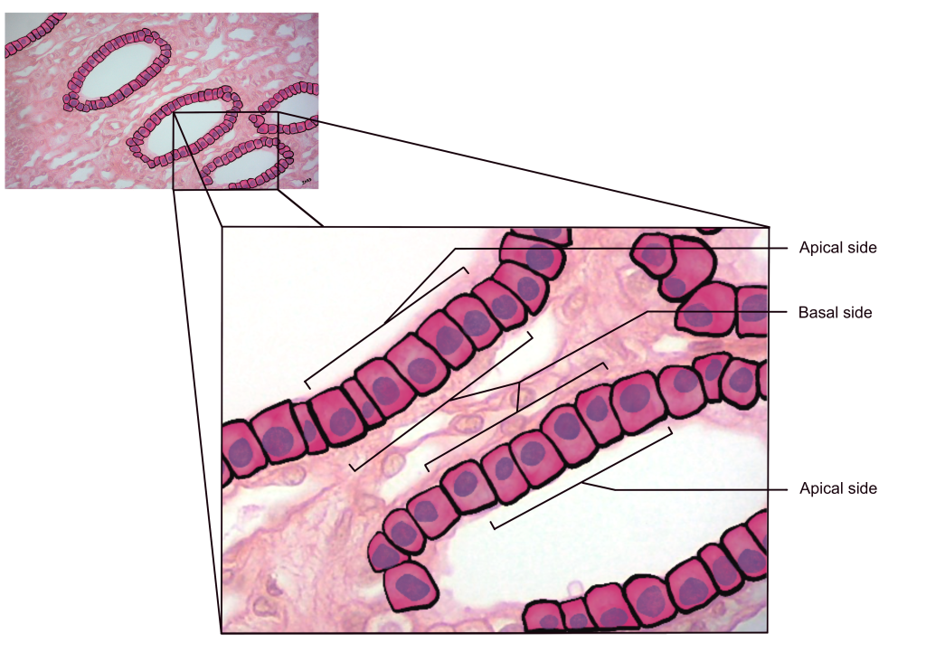 <p>layer between epithelium and underlying connective tissue; where epithelial cells are attached</p>