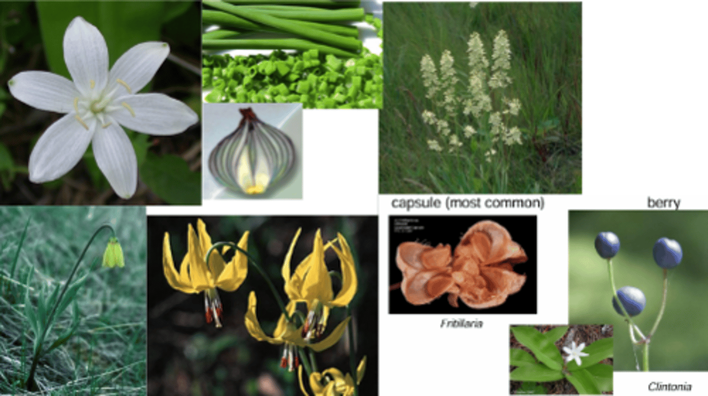 <p>What family has these characteristics? </p><p>Perennial Herb with Bulbs </p><p>Leaves: </p><p>- simple </p><p>- usually linear </p><p>- stems often circular and hollow </p><p>- no petiole</p><p>Inflorescences: variable</p><p>Flowers: Regular, Perfect </p><p>(6, 6, 3) </p><p>Sepals + Petals (Tepals): 6 (all showy usually) usually unfused</p><p>Stamens: 6 distinct </p><p>Gynoecium: 3 fused carpels, 1 style superior ovary</p><p>Fruit: capsule (most common) or berry</p>
