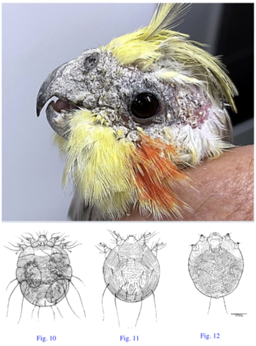 <p>Station 7: </p><p>The cockatiel (Fig. 9) was presented to a local vet with white crusts around beak and eyes.The crusts are thick and deformed the beak causing difficulties in feeding and respiration.The Vet carefully collects crusts, put them on a slide, add few drops of KOH, squash the crusts, add a coverslip and examine the slide under microscope.</p>