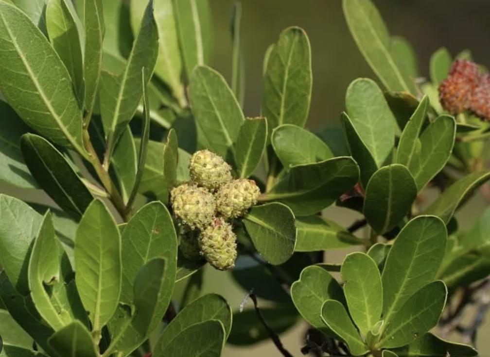 <p>green buttonwood</p>