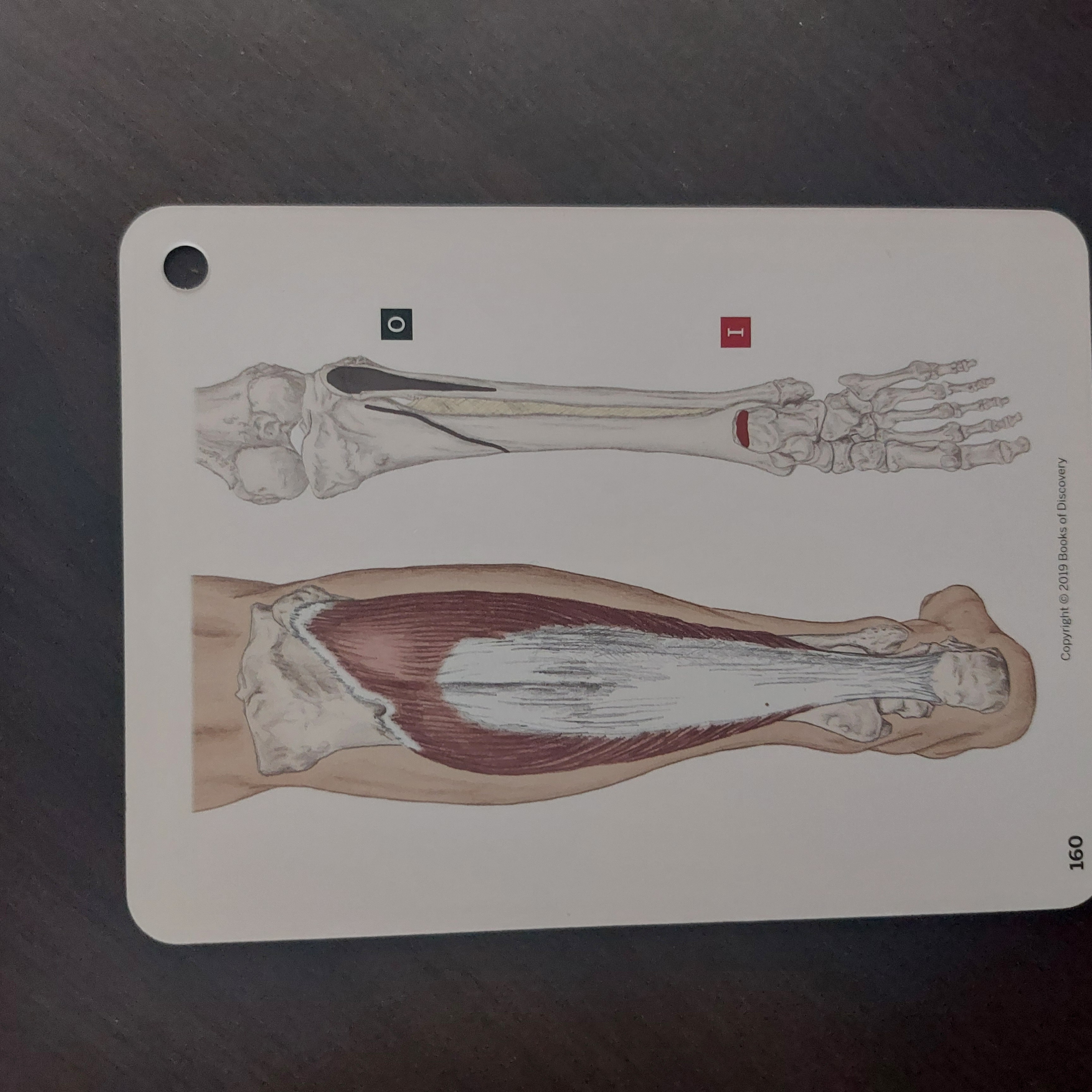 <p>Soleus actions</p>