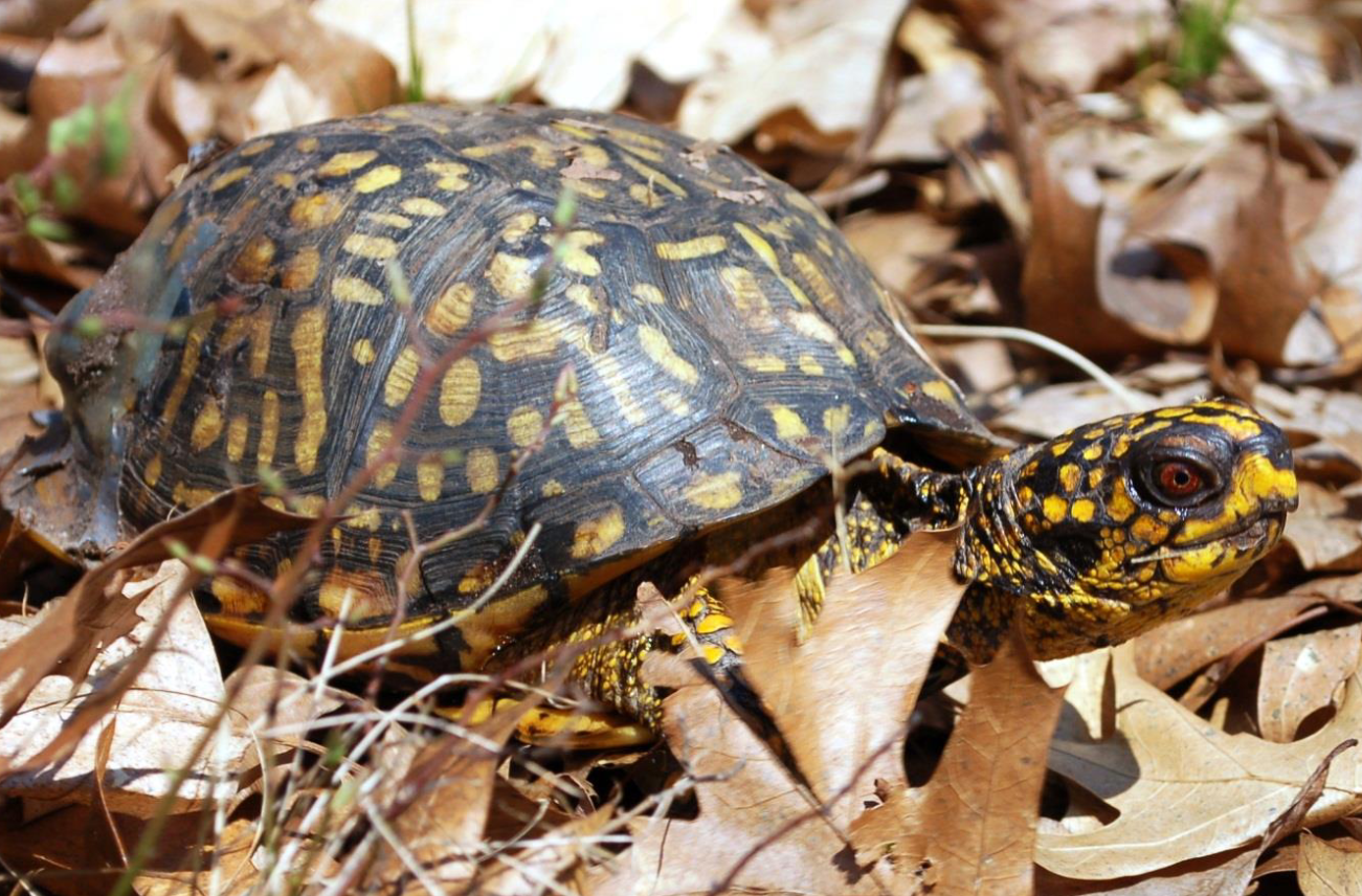 <p><span>what is this and what are its habitat and diet preferences</span></p>