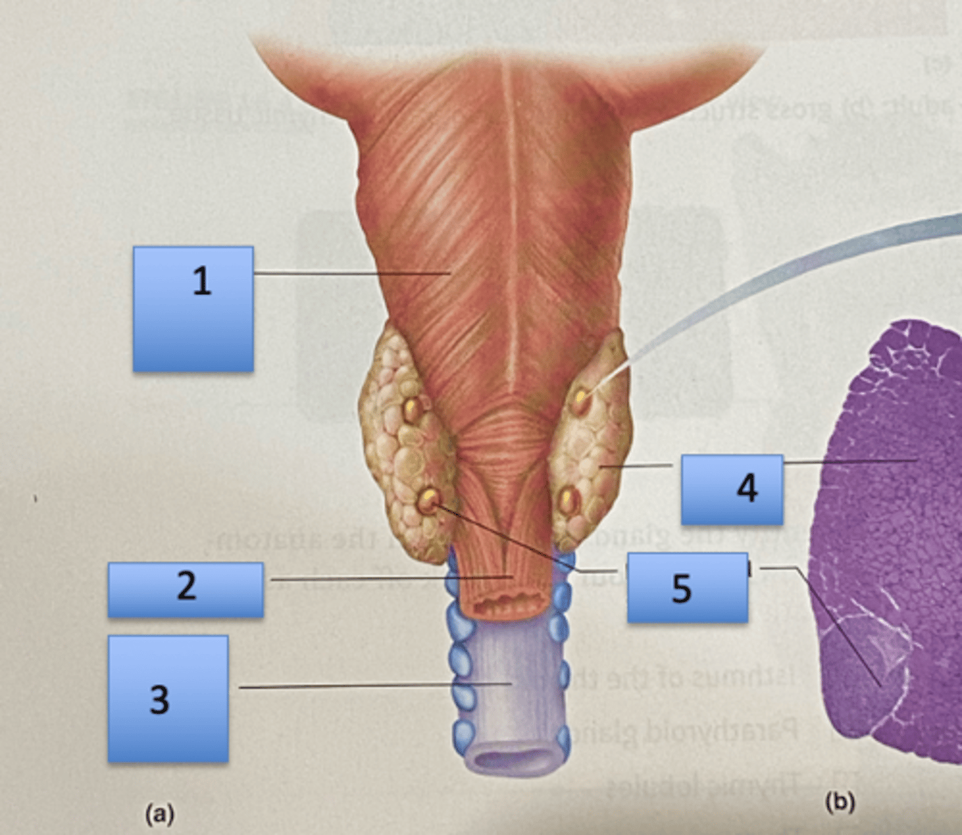 <p>1. Pharynx (posterior aspect)</p><p>2. Esophagus</p><p>3. Trachea</p><p>4. Thyroid gland</p><p>5. Parathyroid glands</p>