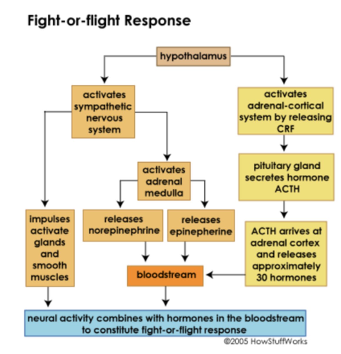 <p>Body senses a threat, triggers brain response which triggers body to respond</p>