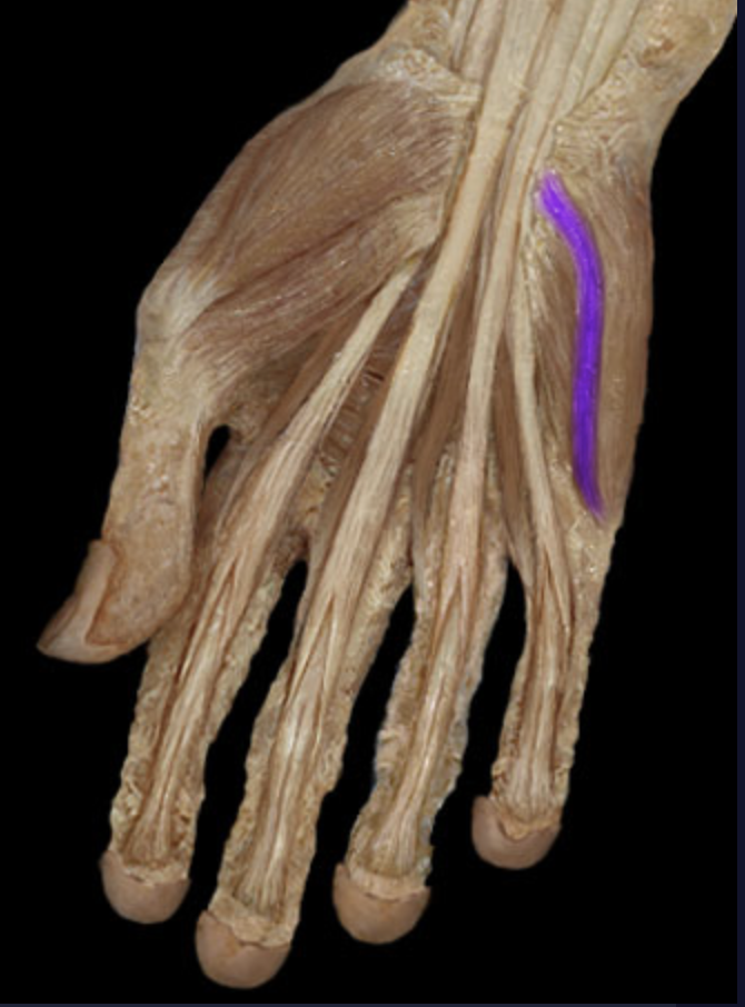 <p><em>table 7, hypothenar m, ulnar n</em></p>