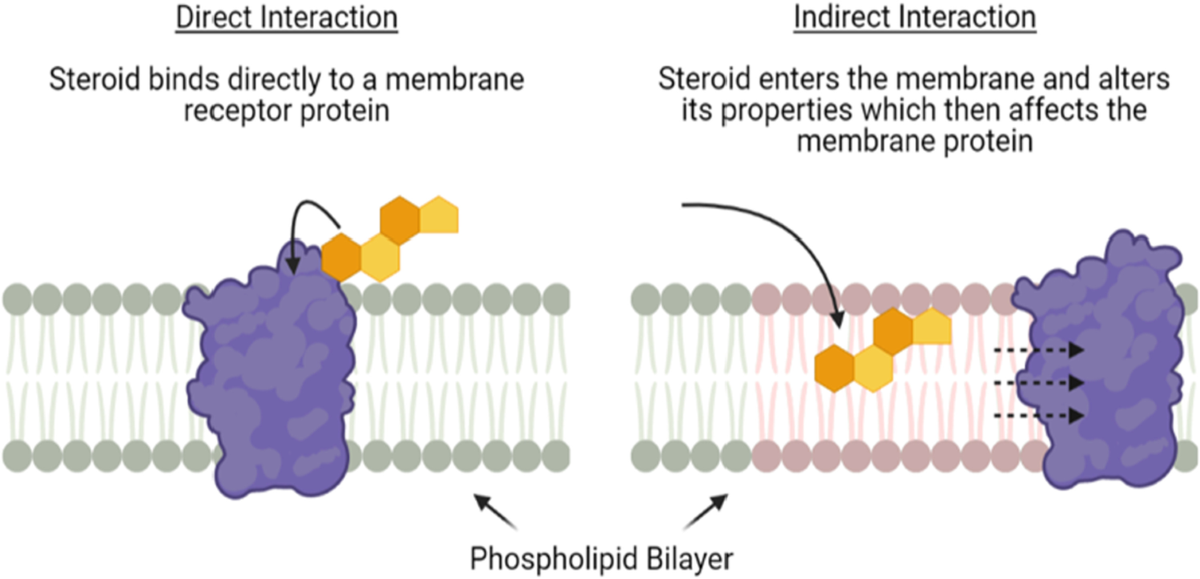<p>Steroids Role in Cell Membrane </p>