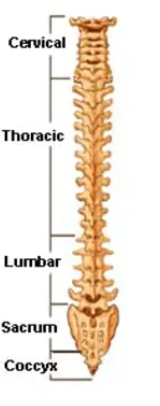 <p>Total bones : 33</p>