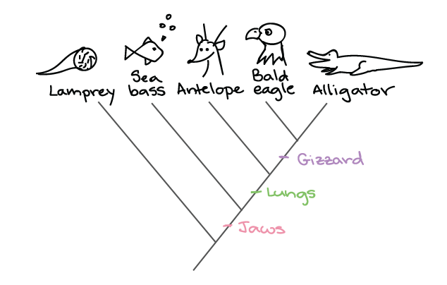 <p>reflects <strong>evolutionary relationships</strong> among organisms</p>