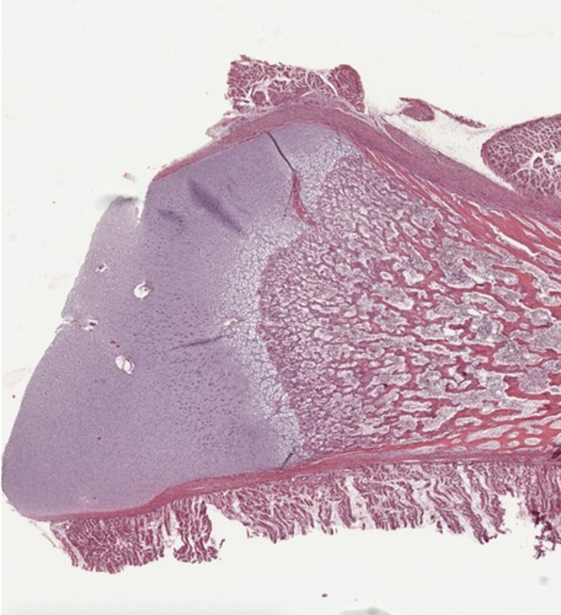 <p>What tissue type is depicted?</p>