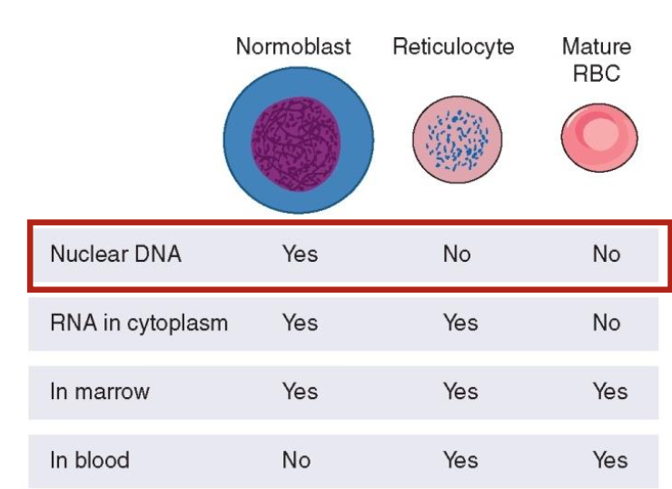 <ul><li><p>Normoblasts contain abundant DNA</p></li><li><p>RNA, reticulocytes have diminished RNA as they lose organelles</p></li><li><p>Mature RBCs primarily lack DNA and have minimal RNA. </p></li></ul><p></p>