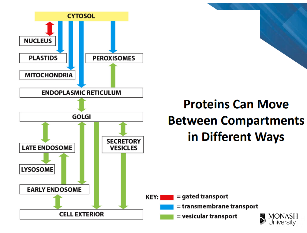 <p>Targeting signal/ signal sequences on polypeptide chain</p><ul><li><p>targeted by those signals, proteins can move between compartments in 3 different ways (image)</p></li></ul><div data-type="horizontalRule"><hr></div><p>Gated transport: </p><ul><li><p>Regulated exchange of proteins between nucleus and cytosol</p></li><li><p>proteins move through pores (but require active transport) </p></li><li><p>proteins destined for nucleus contain a special nuclear localisation signal (part of polypeptide chain is conserved sequence called nuclear locaisation signal that is recognised by nuclear import receptors</p></li></ul><p></p><p>Transmembrane transport:</p><ul><li><p>co-translational translocation </p></li></ul><p></p><p>Vesicular transport:</p><ul><li><p>transport via vesicles (budding and fusion)</p></li></ul><p></p>