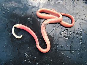 <p>Ribbon or Proboscis Worms</p>