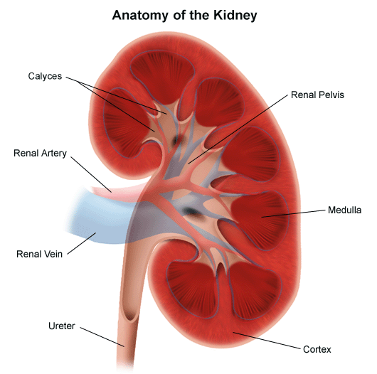 <p>Kidney</p>